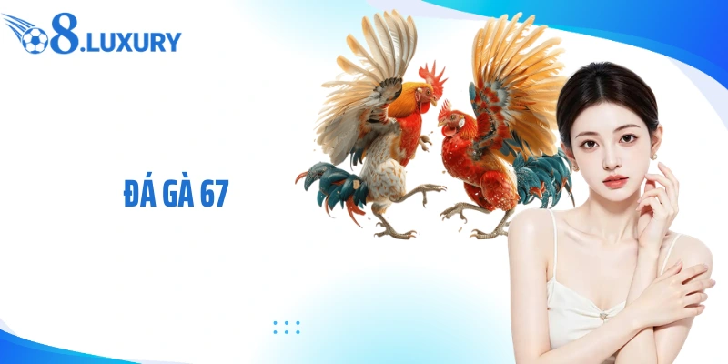Trải nghiệm đá gà 67 tại nhà cái O8